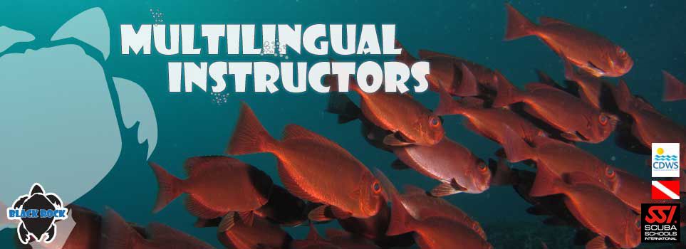 Multilingual Instructors